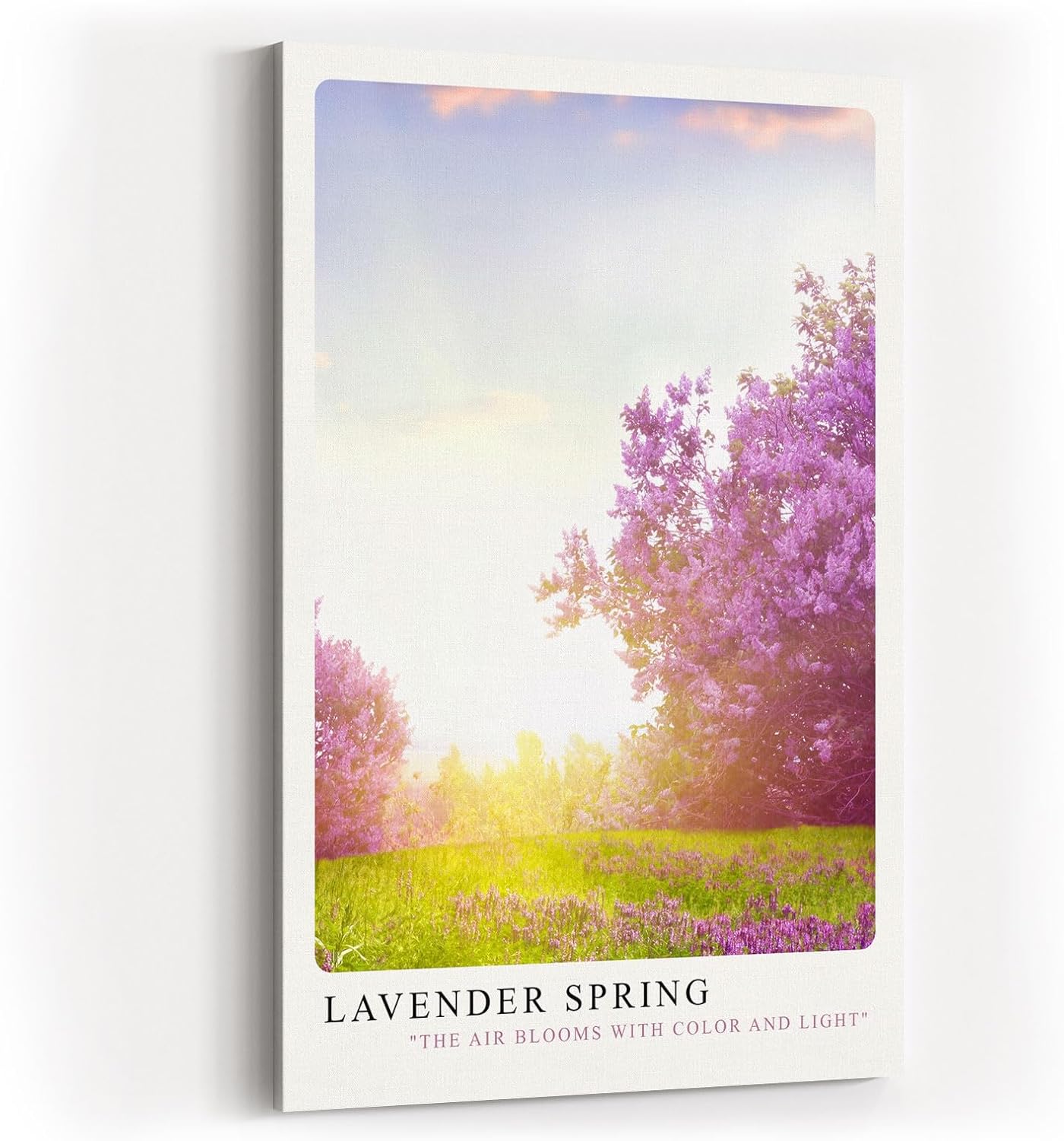 Paul Sinus Kunstdruck 40x60cm Lavender Spring – blühender Flieder in zartem Licht des Frühlingsmorgens