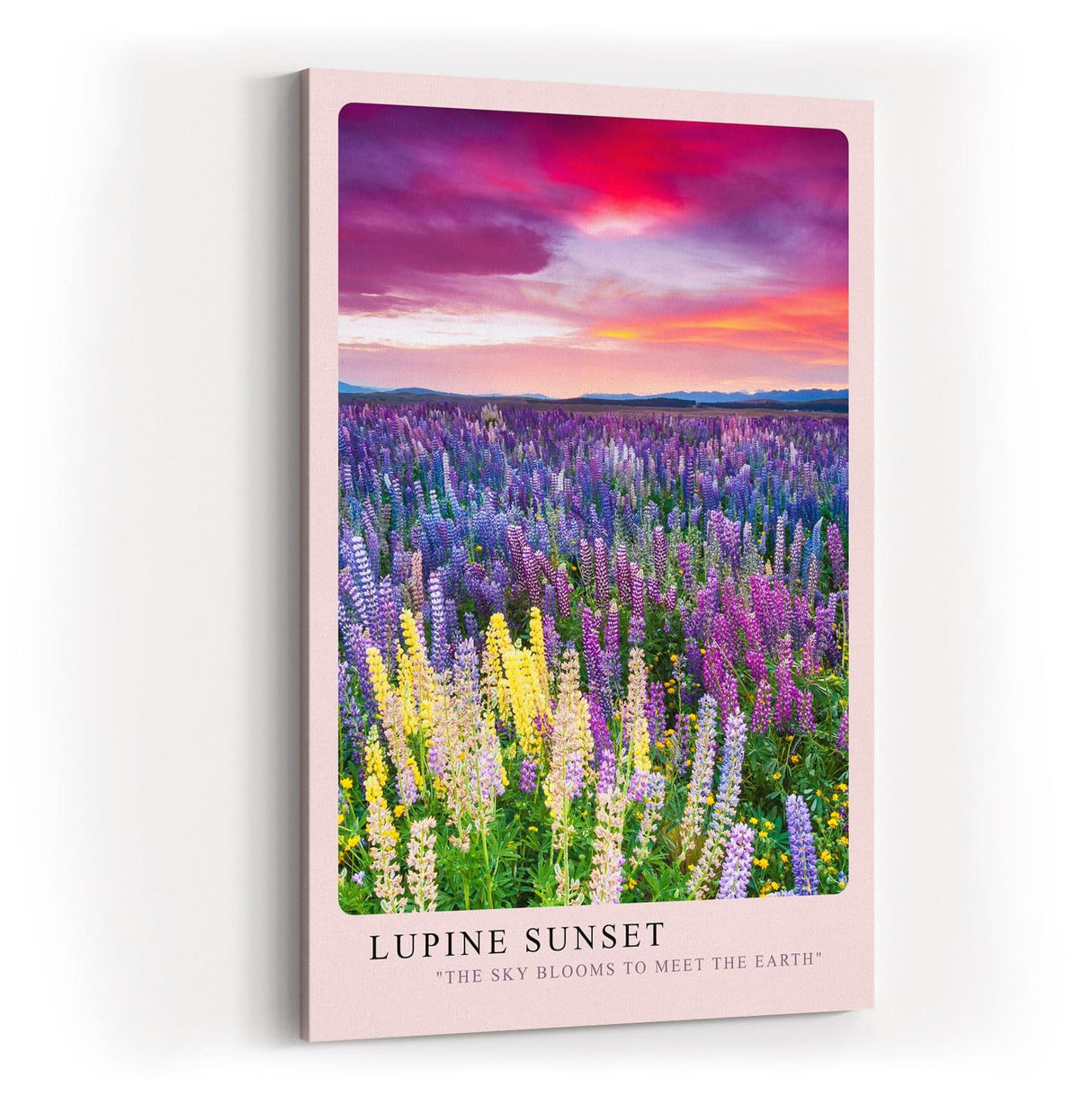 Paul Sinus Kunstdruck 40x60cm Lupinen Sonnenuntergang Blumenwiese Farbenpracht Natur Lupine Sunset