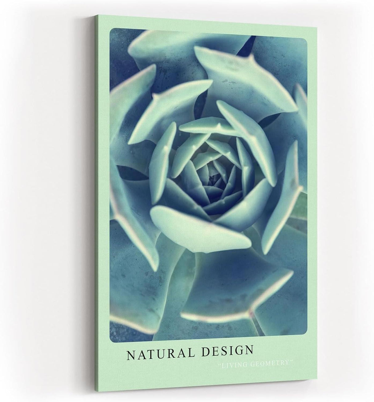 Paul Sinus Kunstdruck 40x60cm Natural Design – Sukkulente in spiralförmiger Anordnung und kühler Farbwelt