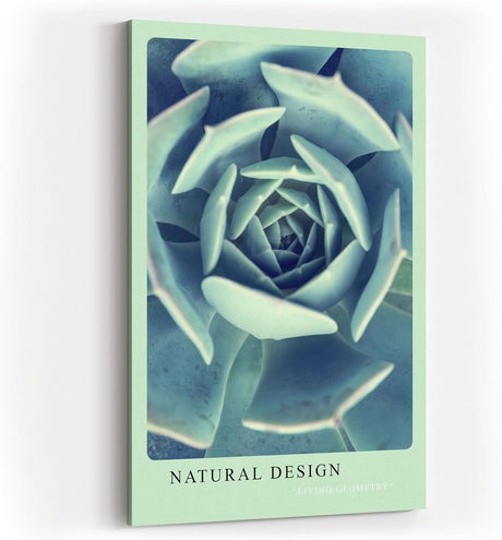 Paul Sinus Kunstdruck 40x60cm Natural Design – Sukkulente in spiralförmiger Anordnung und kühler Farbwelt