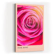 Paul Sinus Kunstdruck 40x60cm Pink Rose Nahaufnahme Blüte Rosa Makro Blume Romantik