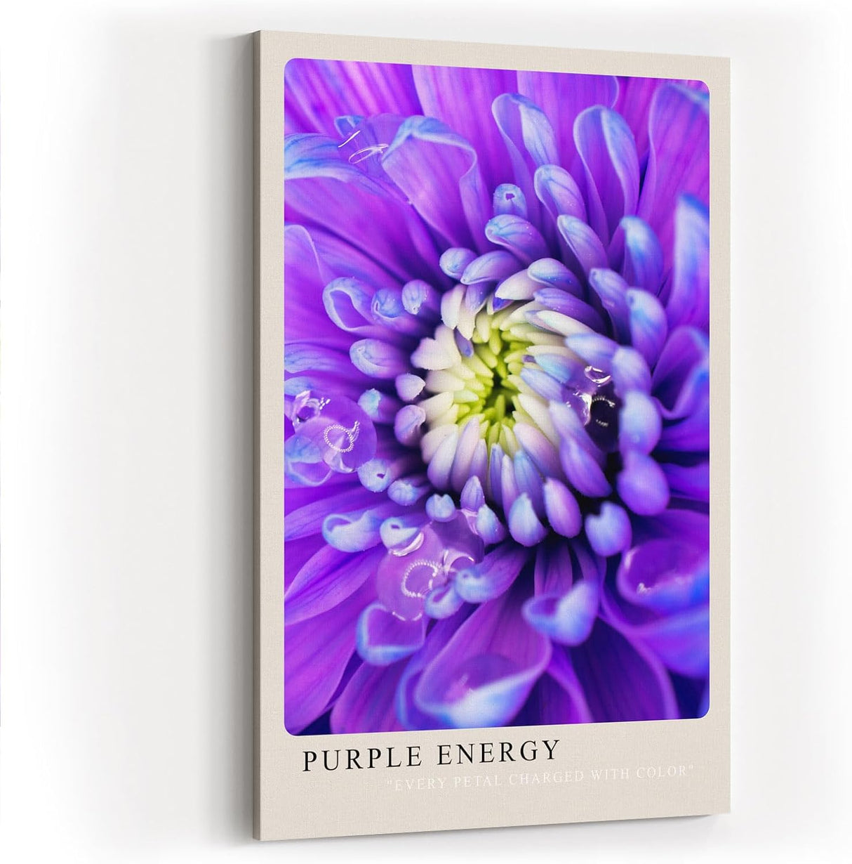 Paul Sinus Kunstdruck 40x60cm Purple Energy Blüte in Violett und Weiß Every Petal Charged with Color