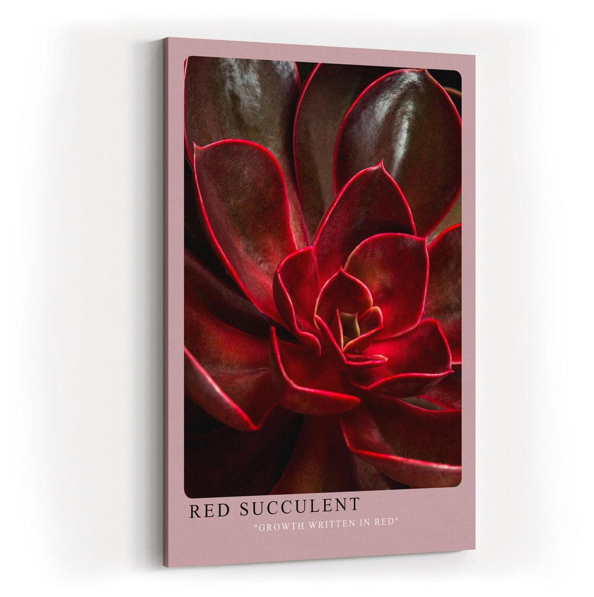 Paul Sinus Kunstdruck 40x60cm Red Succulent Makro Pflanze Dunkelrot Natur Sukkulente Struktur