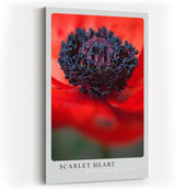 Paul Sinus Kunstdruck 40x60cm Scarlet Heart – Mohnblume in Makroaufnahme mit intensivem Rot und schwarzem Zentrum