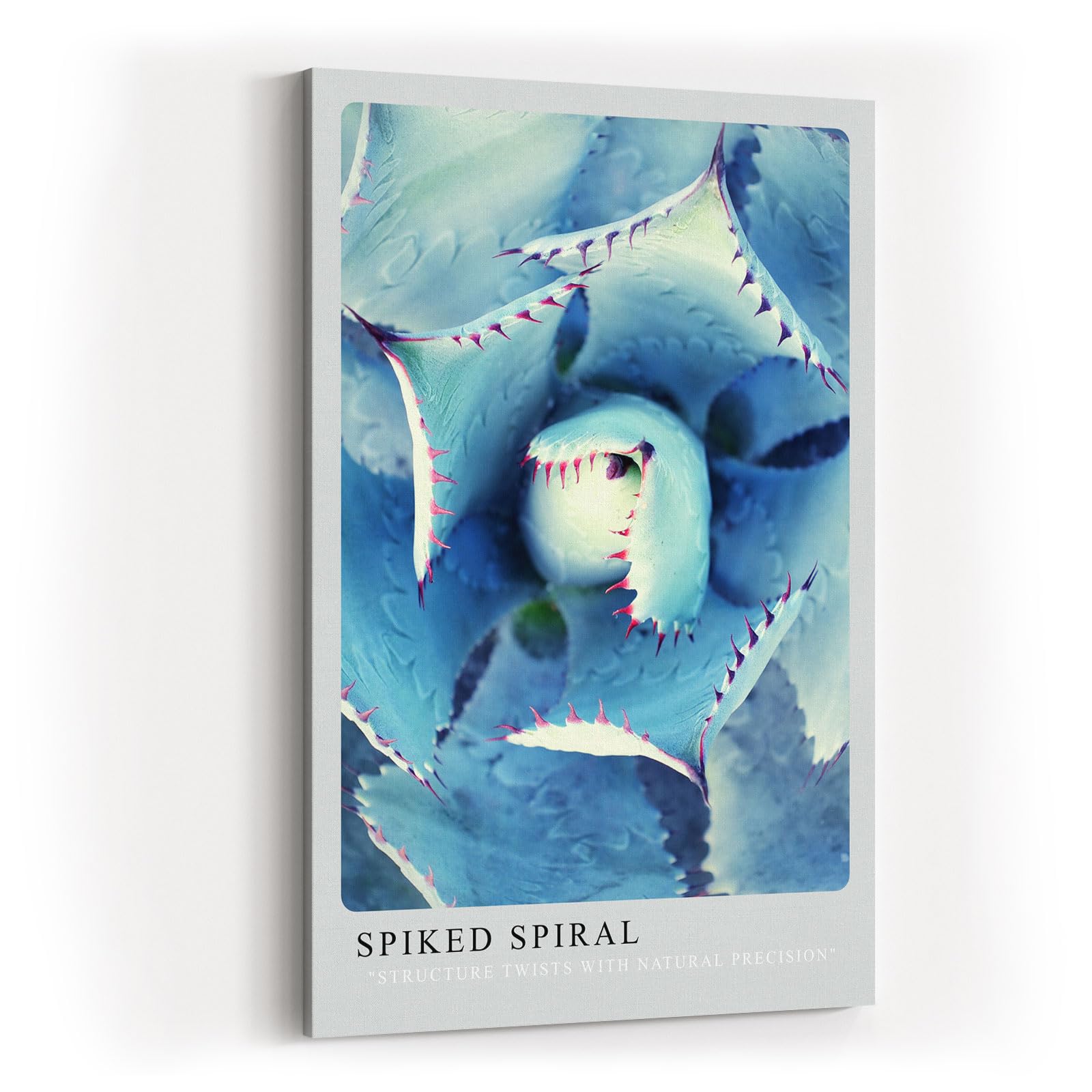 Paul Sinus Kunstdruck 40x60cm Spiked Spiral Blaue Sukkulente in spiraliger Struktur mit rötlichen Spitzen