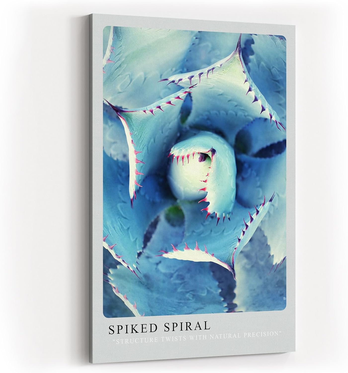 Paul Sinus Kunstdruck 40x60cm Spiked Spiral Blaue Sukkulente in spiraliger Struktur mit rötlichen Spitzen