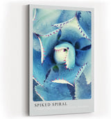 Paul Sinus Kunstdruck 40x60cm Spiked Spiral Blaue Sukkulente in spiraliger Struktur mit rötlichen Spitzen