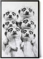 Paul Sinus Poster/Leinwandbild/Rahmenoption Lustiges Erdmännchenbild – Witzige Klo-Deko fürs Gäste-WC – Perfekt für Spaßvögel