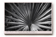 Paul Sinus Wandbild Abstract Beauty of Palm Leaf Sharp Patterns Form a Visual Structure