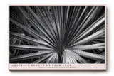 Paul Sinus Wandbild Abstract Beauty of Palm Leaf Sharp Patterns Form a Visual Structure