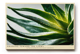 Paul Sinus Wandbild 120x80cm Agave Makrofotografie gruene Sukkulente mit Wassertropfen moderne botanische Naturkunst stilvolle Wanddekoration fuer Wohnzimmer Büro