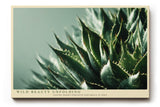 Paul Sinus Wandbild 120x80cm Agave Pflanze Makroaufnahme gruene Naturfotografie moderne botanische Kunst stilvolle Wanddekoration fuer Wohnzimmer Büro