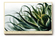 Paul Sinus Wandbild 120x80cm Aloe Pflanze Makrofotografie grüne botanische Naturkunst modernes Pflanzenposter für Wohnzimmer Schlafzimmer Büro Flur