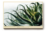 Paul Sinus Wandbild 120x80cm Aloe Pflanze Makrofotografie grüne botanische Naturkunst modernes Pflanzenposter für Wohnzimmer Schlafzimmer Büro Flur