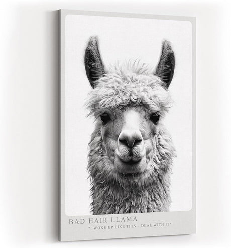 Paul Sinus Wandbild in 40x60cm Bad Hair Llama – humorvolles Lama-Porträt in Schwarz-Weiß mit witzigem Ausdruck