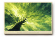 Paul Sinus Wandbild 120x80cm Baum im Licht gruene Naturmalerei moderne Landschaft Kunst Wanddekoration fuer Wohnzimmer Büro