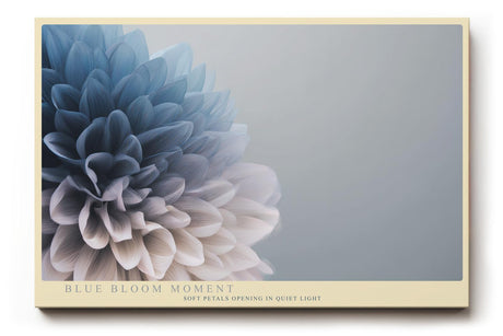 Paul Sinus Wandbild 120x80cm blaue Blume Makro Fotokunst elegante Blüten Nahaufnahme in sanften Blau und Grautönen modernes Kunstposter für Wohnzimmer Schlafzimmer Büro
