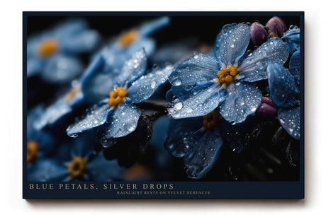 Paul Sinus Wandbild 120x80cm Blaue Blüten mit Regentropfen Makrofotografie Natur Kunst für Wohnzimmer Schlafzimmer Bad