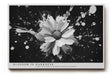 Paul Sinus Wandbild Blossom in Darkness – Schwarzweiß-Blumenmotiv mit Farbspritzern, Symbol für Hoffnung, Kontrast und Lebenskraft