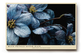 Paul Sinus Wandbild 120x80cm Blue Petals After Rain blaue Blumen Makro Fotokunst mit Wassertropfen moderne Natur Poster für Wohnzimmer Schlafzimmer