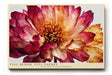 Paul Sinus Wandbild 120x80cm Blumen Makro modern rot beige florale Kunst Kunstdruck grosses Kunstbild elegante Wanddekoration fuer Wohnzimmer Büro Flur