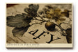 Paul Sinus Wandbild 120x80cm Botanica in Sepia Tones Vintage Pflanzen Illustration Botanische Kunst fuer Wohnzimmer Schlafzimmer und Büro