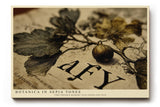 Paul Sinus Wandbild 120x80cm Botanica in Sepia Tones Vintage Pflanzen Illustration Botanische Kunst fuer Wohnzimmer Schlafzimmer und Büro