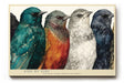 Paul Sinus Wandbild 120x80cm bunte Voegel Reihe Tierillustration moderne Vogelkunst farbenfrohe Wanddekoration fuer Wohnzimmer Büro