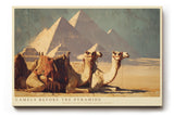 Paul Sinus Wandbild 120x80cm Camels Before the Pyramids Wüste Ägypten Kamele vor Pyramiden Landschaft Kunst Poster für Wohnzimmer Büro Reise Dekoration