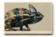 Paul Sinus Wandbild 120x80cm Chamäleon Natur Illustration moderne Tierkunst detailreiche Reptilien Darstellung stilvolles Kunstbild für Wohnzimmer Büro Kinderzimmer