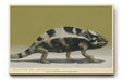Paul Sinus Wandbild 120x80cm Chamäleon Tierportraet exotische Tierkunst modernes Naturmotiv stilvolle Wanddekoration fuer Wohnzimmer Büro