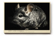 Paul Sinus Wandbild 120x80cm Chinchilla Tierporträt realistische Tierfotografie graues Fell kleines Nagetier modernes Tiermotiv Wanddekoration für Wohnzimmer Kinderzimmer Büro