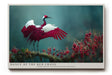 Paul Sinus Wandbild Dance of the Red Crane – Anmut und Freiheit im Einklang der Natur
