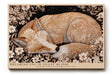 Paul Sinus Wandbild Dreaming Fox in Silent Bloom träumerisches Tiermotiv mit schlafendem Fuchs umgeben von Blumen in warmen Naturtönen