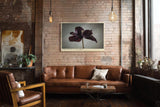 Paul Sinus Wandbild 120x80cm dunkle Tulpe minimalistische Blumenfotografie modern Kunstdruck grosses Wandbild 120x80cm elegante Wanddekoration fuer Wohnzimmer Büro