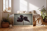 Paul Sinus Wandbild 120x80cm dunkle Tulpe minimalistische Blumenfotografie modern Kunstdruck grosses Wandbild 120x80cm elegante Wanddekoration fuer Wohnzimmer Büro