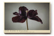Paul Sinus Wandbild 120x80cm dunkle Tulpe minimalistische Blumenfotografie modern Kunstdruck grosses Wandbild 120x80cm elegante Wanddekoration fuer Wohnzimmer Büro