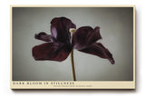 Paul Sinus Wandbild 120x80cm dunkle Tulpe minimalistische Blumenfotografie modern Kunstdruck grosses Wandbild 120x80cm elegante Wanddekoration fuer Wohnzimmer Büro