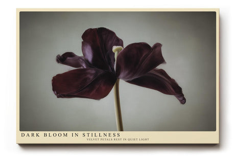 Paul Sinus Wandbild 120x80cm dunkle Tulpe minimalistische Blumenfotografie modern Kunstdruck grosses Wandbild 120x80cm elegante Wanddekoration fuer Wohnzimmer Büro