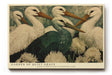 Paul Sinus Wandbild 120x80cm Elegante Störche Natur Kunstmotiv Voegel und Blumen in harmonischer Komposition