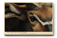 Paul Sinus Wandbild 120x80cm Eye of the Antelope Detailreiches Tierportrait Antilope Natur Kunst fuer Wohnzimmer Büro und Flur