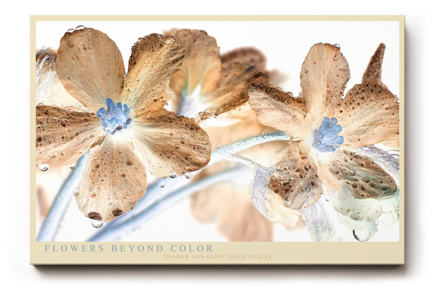 Paul Sinus Wandbild 120x80cm Flowers Beyond Color abstrakte Blumen Makro Kunst in surrealen Farben moderne Natur Fotokunst Poster für Wohnzimmer Schlafzimmer
