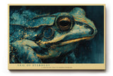 Paul Sinus Wandbild 120x80cm Frosch Nahaufnahme moderne Tierkunst blau gold Illustration Wanddekoration fuer Wohnzimmer Büro