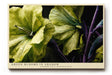Paul Sinus Wandbild 120x80cm Green Blooms in Shadow grüne Blumen Makro Fotokunst mit Wassertropfen elegante Natur Poster für Wohnzimmer Schlafzimmer