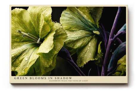 Paul Sinus Wandbild 120x80cm Green Blooms in Shadow grüne Blumen Makro Fotokunst mit Wassertropfen elegante Natur Poster für Wohnzimmer Schlafzimmer