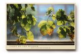 Paul Sinus Wandbild 120x80cm gruene Blaetter Fensterlicht Naturfotografie modern Kunstdruck grosses Natur Kunstbild ruhige Wanddekoration fuer Wohnzimmer Büro