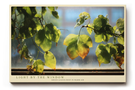 Paul Sinus Wandbild 120x80cm gruene Blaetter Fensterlicht Naturfotografie modern Kunstdruck grosses Natur Kunstbild ruhige Wanddekoration fuer Wohnzimmer Büro