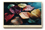 Paul Sinus Wandbild 120x80cm Herbst Blaetter auf Wasser fotografische Naturkunst warme Rot Gelb Gruen Toene ruhige Stimmung stilvolle Wanddekoration fuer Wohnzimmer Büro