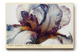 Paul Sinus Wandbild 120x80cm Iris Blume Makro Kunst modern violett creme floral Kunstdruck grosses Blumen Kunstbild elegante Wanddekoration fuer Wohnzimmer Büro