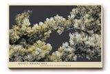 Paul Sinus Wandbild 120x80cm Kiefernzweige Naturfotografie botanische Kunst beige gruen moderne Wanddekoration fuer Wohnzimmer Büro